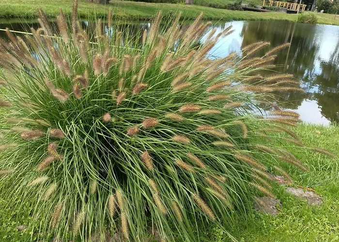 Nad Stawem * Golczewo (West Pomeranian)